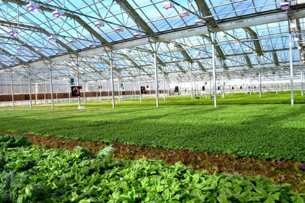 هواکش گلخانه ای